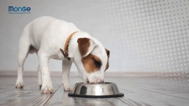 MONGE ECUADOR | ALIMENTO SUPERPREMIUM PARA MASCOTAS | SABOR A PATO смотреть онлайн