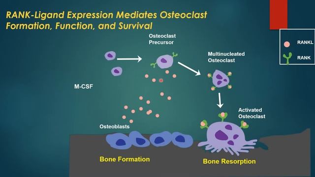 REGULATORS OF BONE REMODELING:Prof.Dr. Nada AL Ghaban,College of Dentistry, Baghdad University, 202 смотреть онлайн