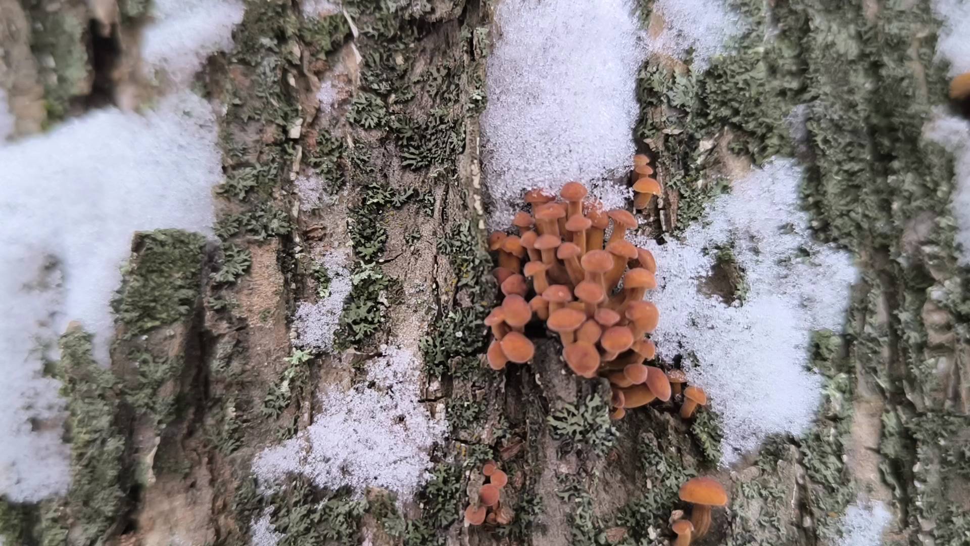 Ходьба на лыжах! ЧТО ЗА БРОШЕННЫЙ САД? Даже нашёл грибы! смотреть онлайн