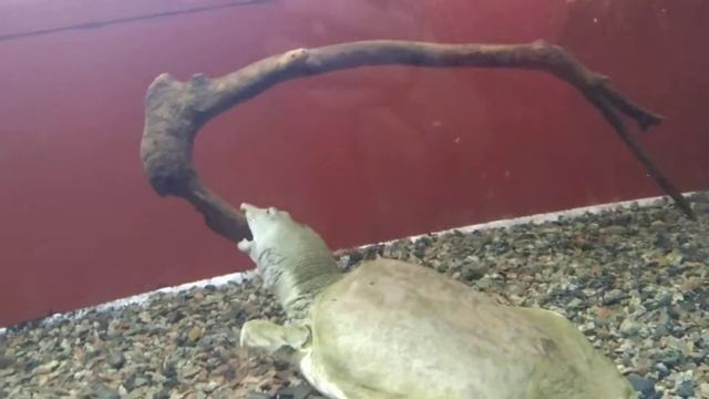 Трионикс смотреть онлайн