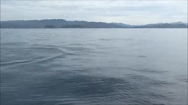 Samara Dolphins Costa Rica september 2018 смотреть онлайн