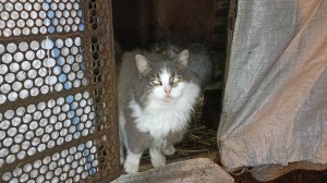 Начали кормить НУТРИЙ осенью, а закончили ЗИМОЙ! 18.12.24