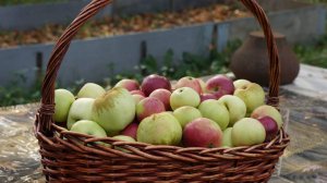 4. УЕХАЛИ ИЗ ПЕТЕРБУРГА В ДЕРЕВНЮ. СПИЛИЛИ ДЕРЕВЬЯ. НАШЛИ РАРИТЕТ. ДОБЫЛИ ГОРЯЧУЮ ВОДУ.