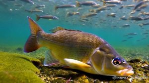 самая лучшая песня про рыбалку