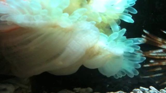 海水の華 смотреть онлайн