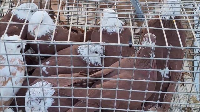 13 11 2022 года. Ярмарка город Светлоград, 1 часть. смотреть онлайн