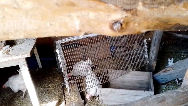 14.05.23 выпускаю курей на волю, рассада в теплице и т. д смотреть онлайн