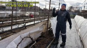 Укрываем виноград. (центр Кубани)
