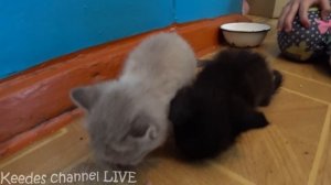 Спасение двух маленьких котят