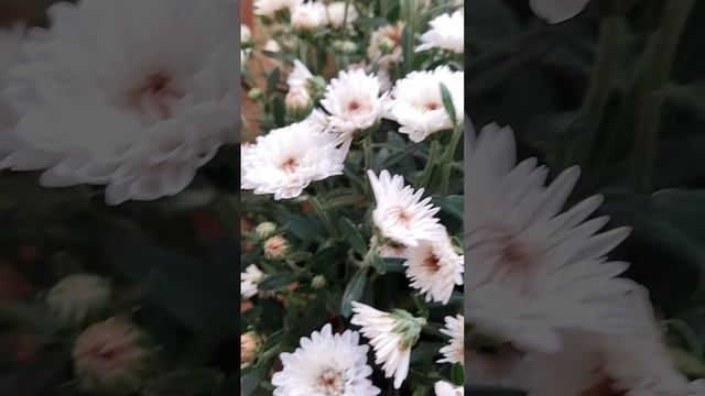 Цветы 💖💖💖 Автор слов Светлана Грязнова смотреть онлайн