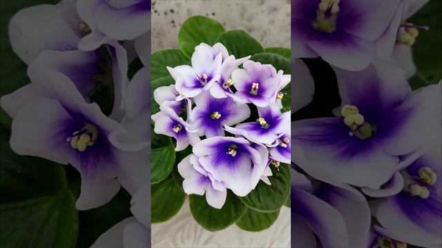 Фиалка ЛЕ-Мятная Прохлада