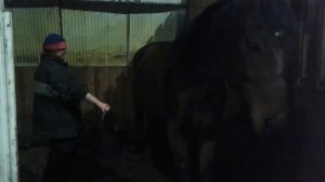 Конь писает по просьбе