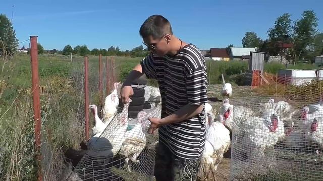 Июль - навоз, индюки и огород смотреть онлайн