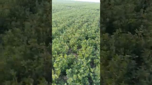 Люцерна в Чуе в Кыргызстане смотреть онлайн