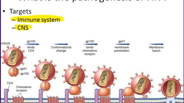 Secondary immune disorders | Immune System смотреть онлайн