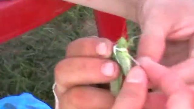 Саранча на поводке.mpg смотреть онлайн
