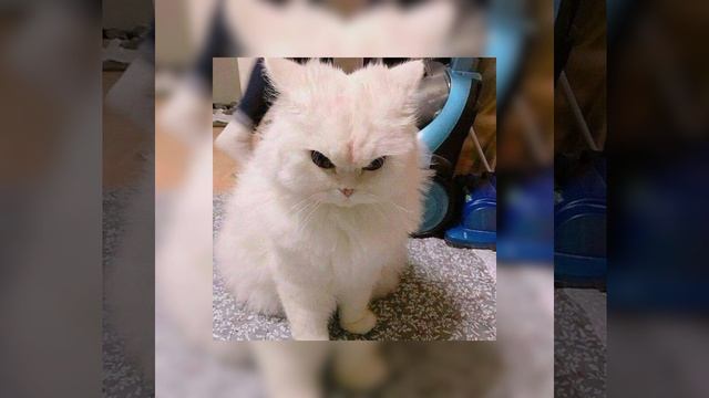 DEAD BLONDE - снег растаял на плечах♥