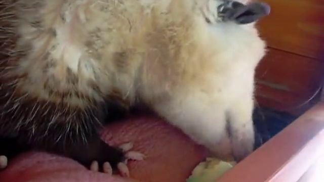 possum eating eggs смотреть онлайн