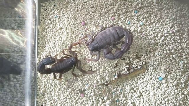 Tarian Perkawinan Parabuthus Transvaalicus - Part 2 смотреть онлайн