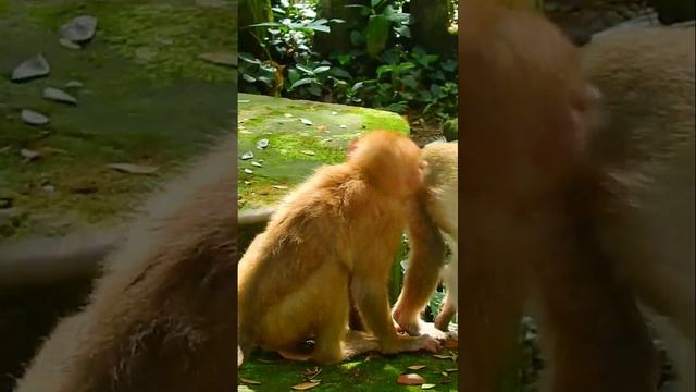 Video of a monkey, Monkey videos смотреть онлайн