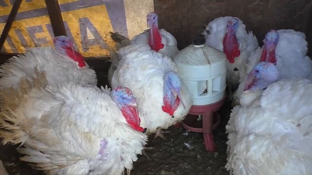 Осень пришла - копаем картошку смотреть онлайн