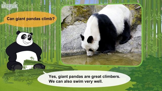 Meet the Animals 26_ Giant Panda _ Level 2 _ By Little Fox смотреть онлайн