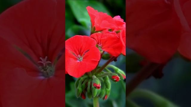 Герань. Дмитрий Шлапак смотреть онлайн