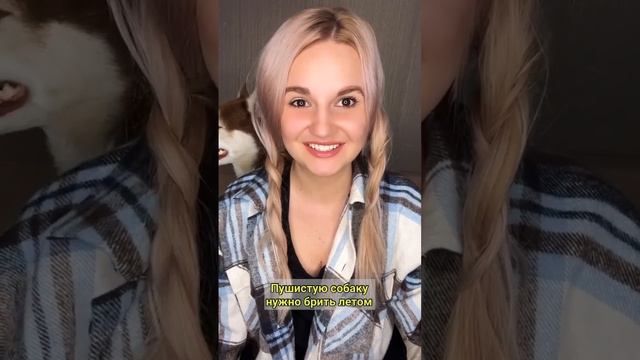 #собакаприколы #животные #собака #собакадругчеловека #собакаулыбака #хаски #собакавдом #хаскироссии смотреть онлайн