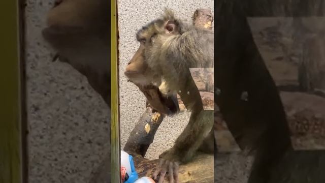 Эфир 04.08.2024. Тульский экзотариум. смотреть онлайн