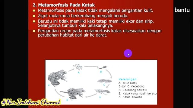 Pertumbuhan dan Perkembangan Hewan_Belajar Biologi Itu Menyenangkan смотреть онлайн
