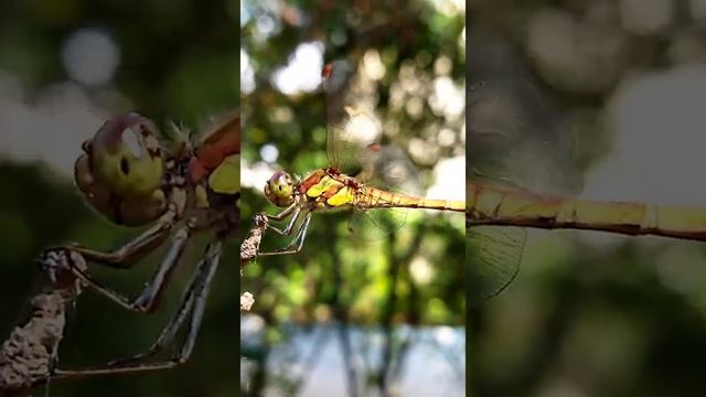 ✨✨✨ смотреть онлайн