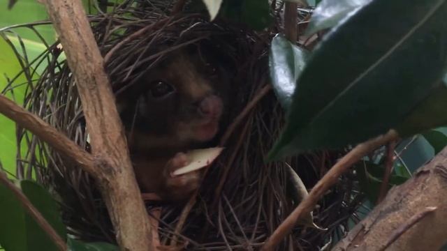 Hungary ring tailed possum смотреть онлайн