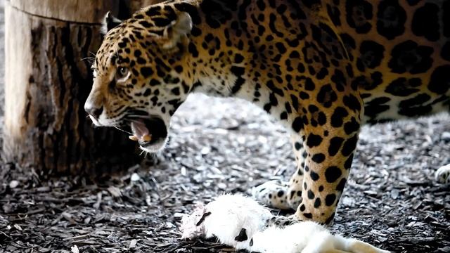 Wild Animals With Most powerful Bite Force in the Animal Kingdom смотреть онлайн