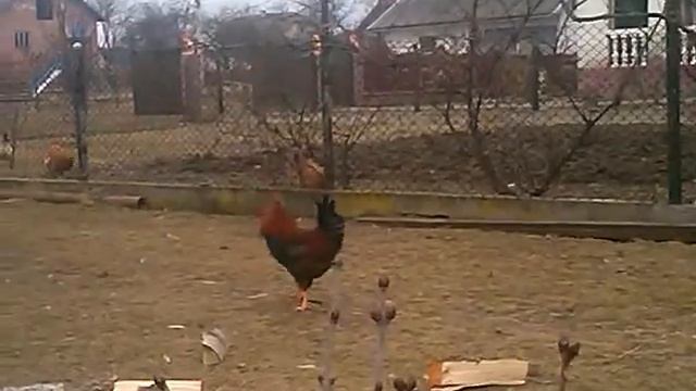 Кугут Всегда в помощи смотреть онлайн