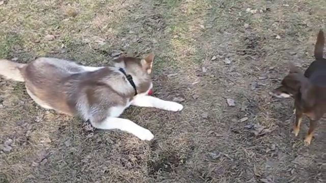 Siberian Husky. Хаски.Сюсь с пищалкой смотреть онлайн