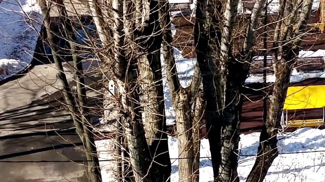 Белка спряталась за дерево и бегала по проводам перепрыгивает на другую дерево. смотреть онлайн