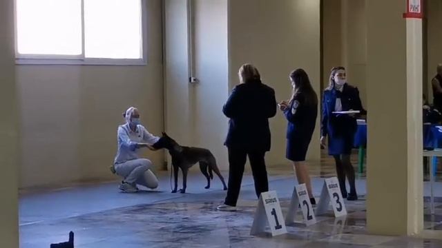 Международная выставка "Белый город 2020“ смотреть онлайн