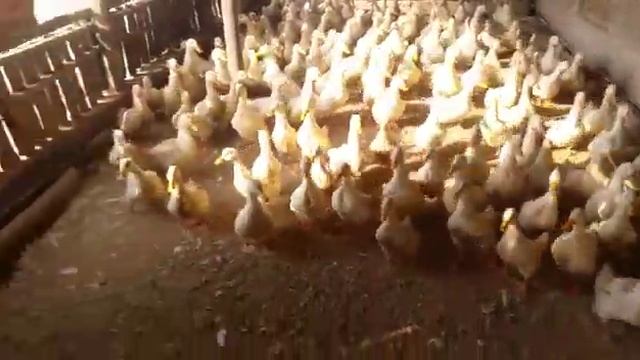 Пекинские утки в Торткуле смотреть онлайн