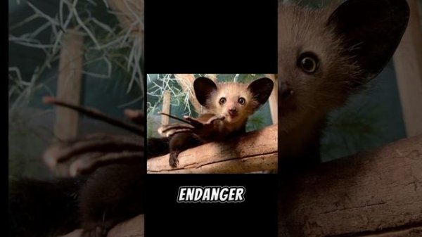 Aye-Aye: The Mysterious Creature of Madagascar animal-3