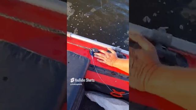 Сомик дал жару)