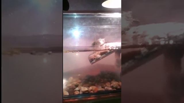 Красноухая черепаха ниндзя. Red-eared turtle Ninja!!! funny! смотреть онлайн