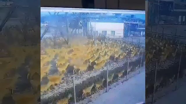 Дзерены нападают на Харанорскую ГРЭС смотреть онлайн