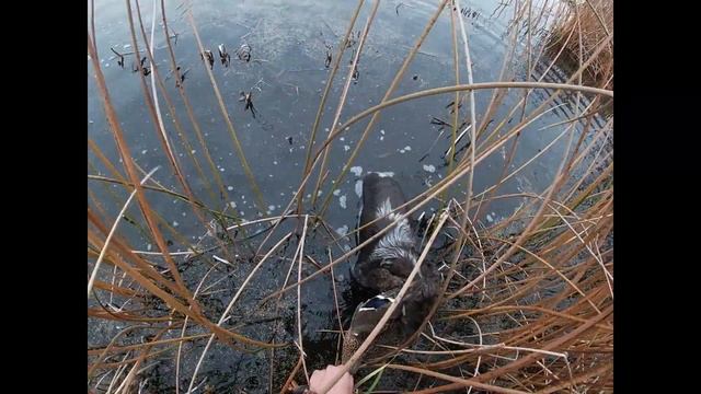 Охота на уток с подхода осень 2020. Русский спаниель (2). Duck Hunting with Russian Spaniel смотреть онлайн