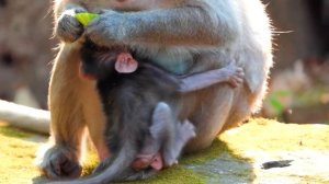Where are you mom, please help me now (Best Collection Videos  2 weeks ago) |  Real Angkor Monkey