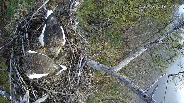 Steller's sea eagles in the Magadan Reserve смотреть онлайн