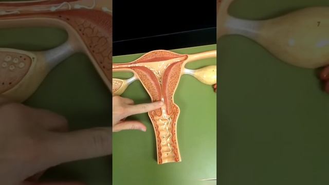 Reproductive system | Fertilization | @SenseEverything06 | #short смотреть онлайн