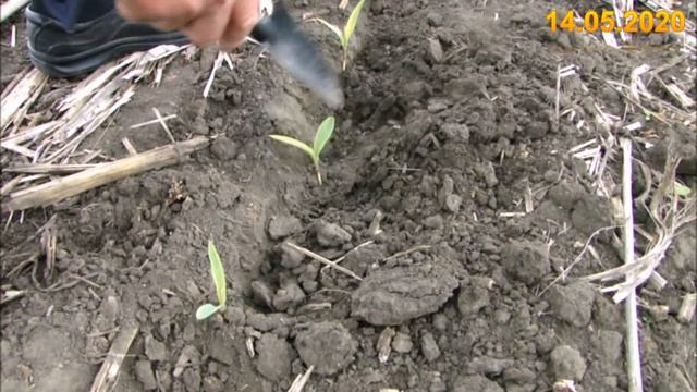 No-till,посів кукурудзи.ТОВ "Компанія Агромир" смотреть онлайн