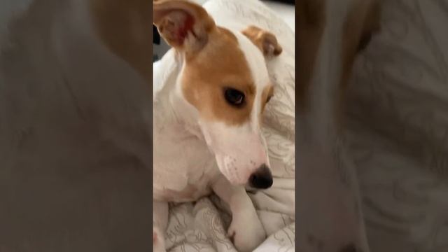 Когда не дают съесть кота смотреть онлайн