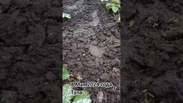 8 Мая 2024. Снег смотреть онлайн