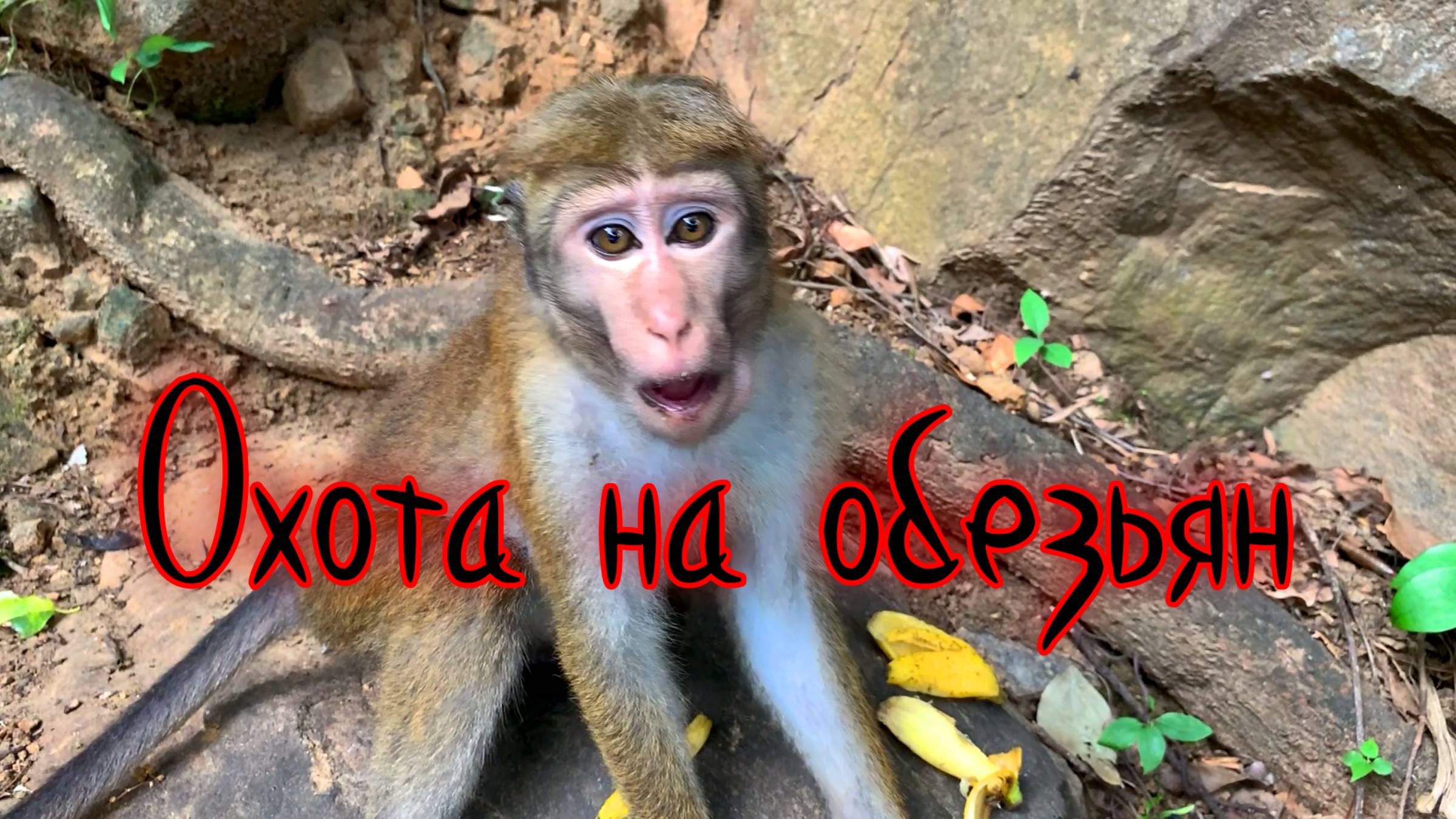 Охота на обезьян